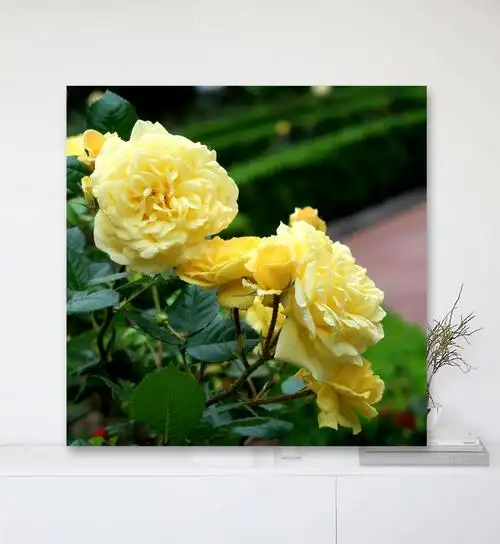 图:繁花似锦 文:部分网络