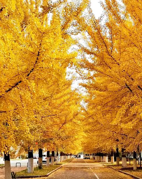 金黄银杏树,秋天也辉煌.