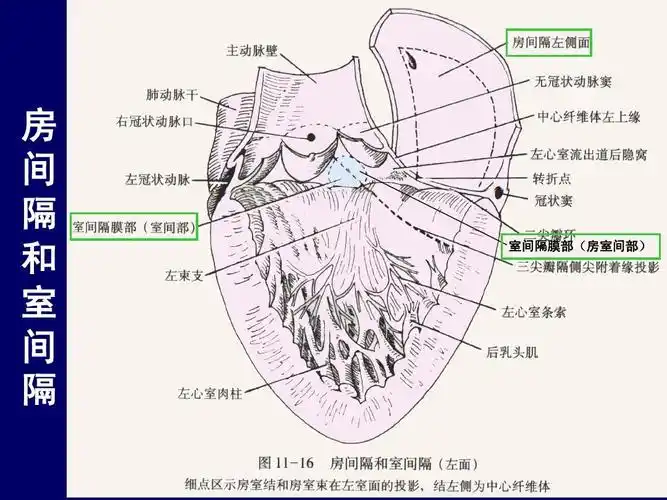 人体断层解剖学-纵隔的断层解剖ppt_word文档在线阅读与下载_无忧文档
