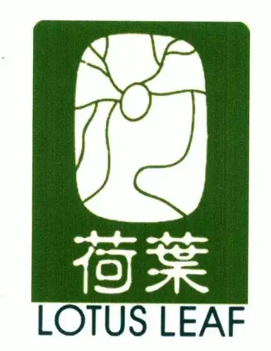 em>荷叶 /em>;lotus leaf