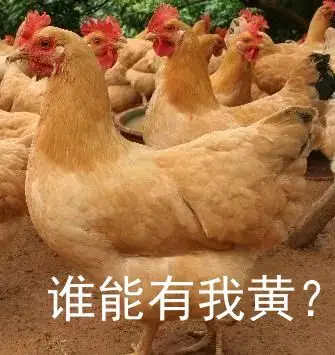鸡你太美,鸡可不只是美!