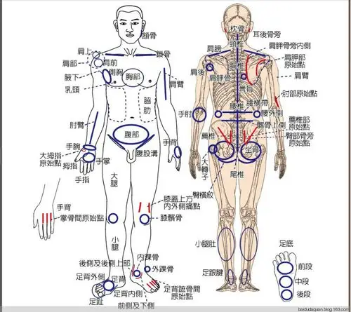 原始点疗法松筋健康法 (简体中文版) ——原始点疗法人体各部位名称