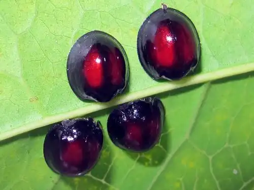 黄瓢虫也叫柯氏素菌瓢虫,通体黄色,专吃柯氏素菌瓢虫.