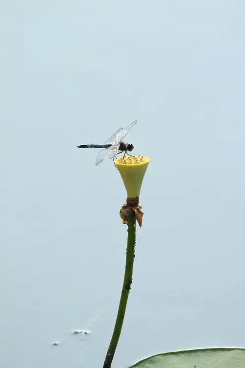 莲蓬上的蜻蜓《首发》