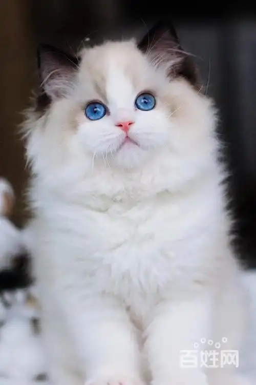 金华哪里卖布偶猫 纯种布偶猫价格 布偶猫专卖