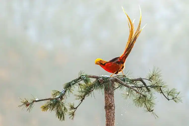 红腹锦鸡的春夏秋冬