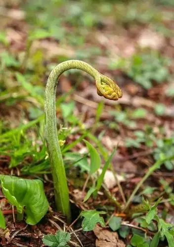 晓雨旋添山蕨菜 春风又上海棠枝蕨菜这时候,现包一碗荠菜大馄饨,荠菜