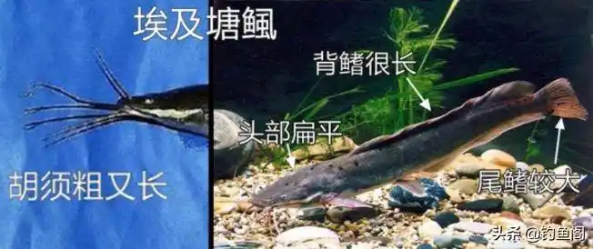 非洲鲶鱼能长多大「土鲶鱼能长多大」-友友