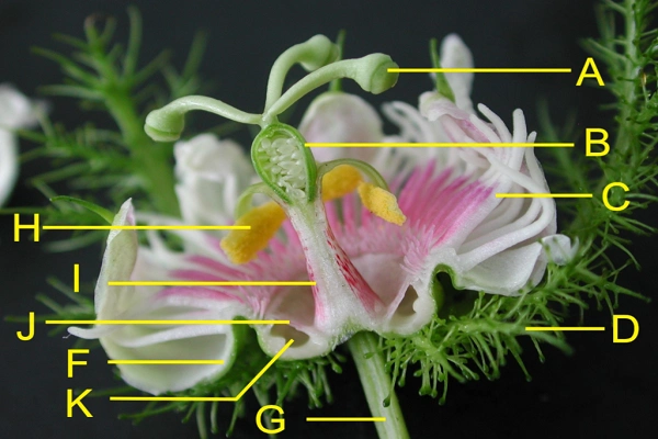 花冠是花的哪一部分