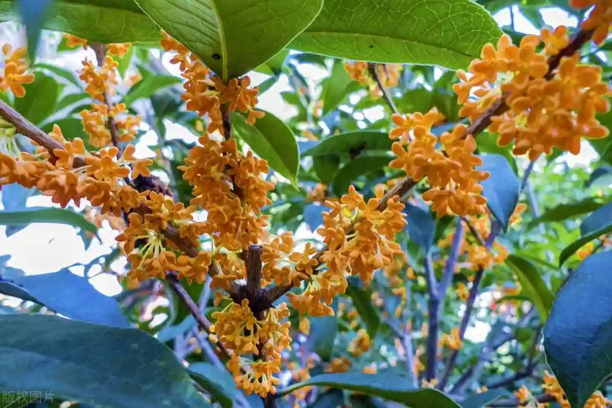 金桂树正宗金桂花树