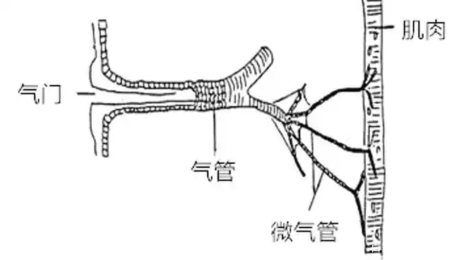昆虫的体内结构:体型虽小,五脏俱全;系统复杂,超乎想象