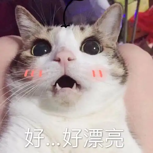 好好漂亮猫表情包自作