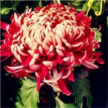 好看的适合做头像的菊花头像白色的黄色的红色的