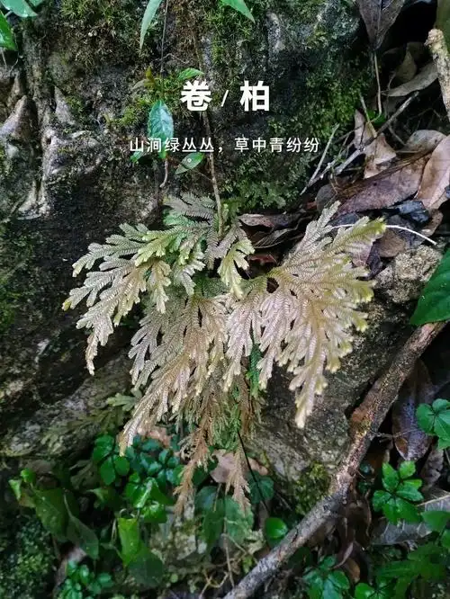 卷柏能屈能伸活血止血