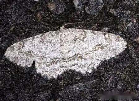 这些灰头土脸的蛾子年轻时也漂亮着呢