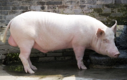 汉中白猪介绍及图片