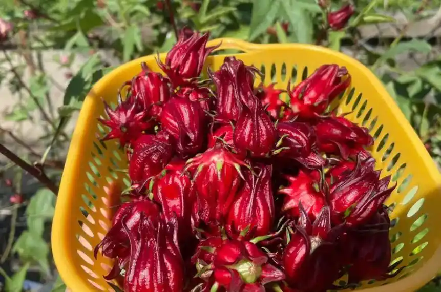 洛神花,又称美女花,玫瑰茄,3重作用,价值极高,农民要了解!
