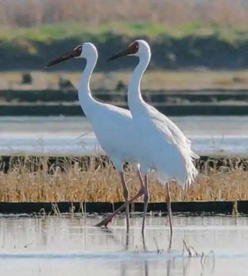 受伤的白鹤向人求救,爪子不断"指"着受伤的头部