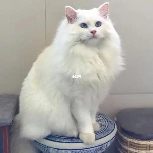 一只白色的布偶猫