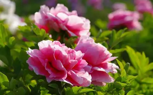 百花绽放,馥郁芬芳|花瓣|花朵|渐变_新浪新闻