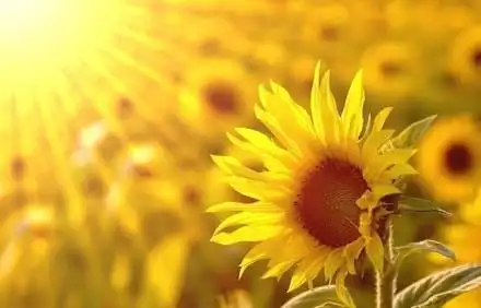 向日葵告诉我,只要面对着阳光努力向上,日子就会变得单纯而美好.