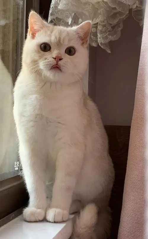 【讨论】英短凯米尔色