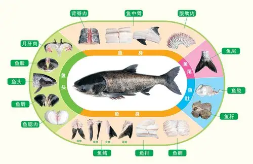 【配图】千岛湖淳鱼标准化分割图