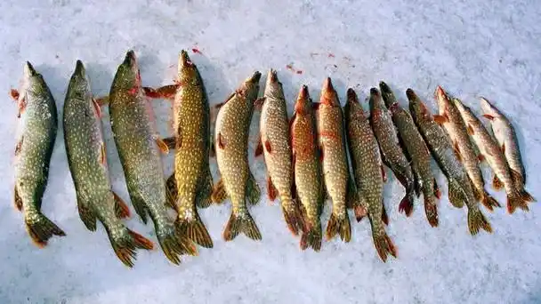 东北野河野生小杂鱼(东北野鱼三花五罗)(4)