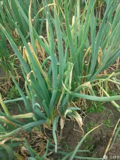 请问老师大葱这是什么病害