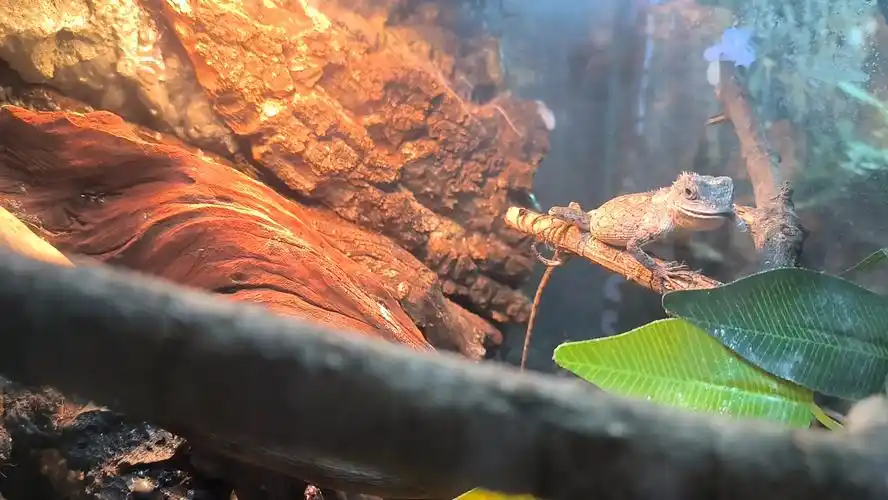 白唇树蜥日常喂食