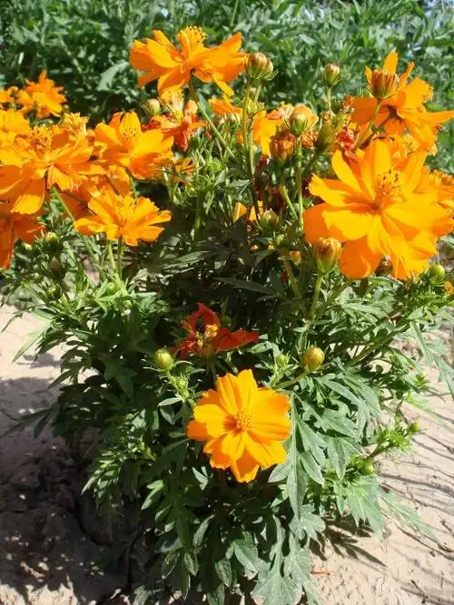 角堇,孔雀草,硫华菊(高杆),硫华菊(矮杆)