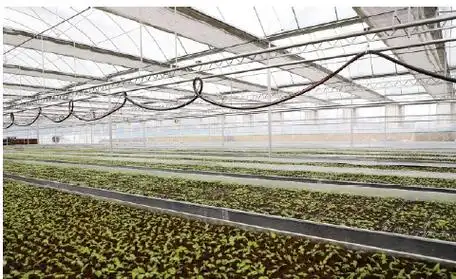 七星关区岔河镇600万株山桐子长势喜人