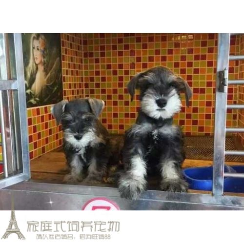 迷你纯种白胡子白眉毛椒盐色黑银色老头雪纳瑞幼犬活体宠物狗p