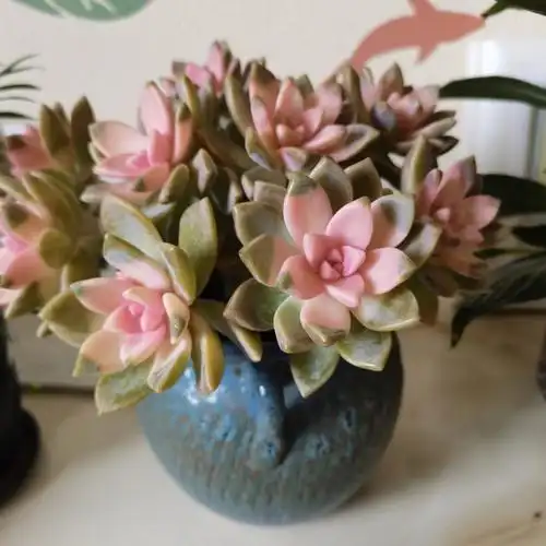 据说云南多肉大多是药锦?