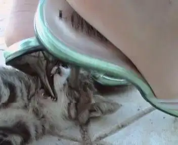 网站惊现女子用高跟鞋踩碎小猫脑袋图片组图