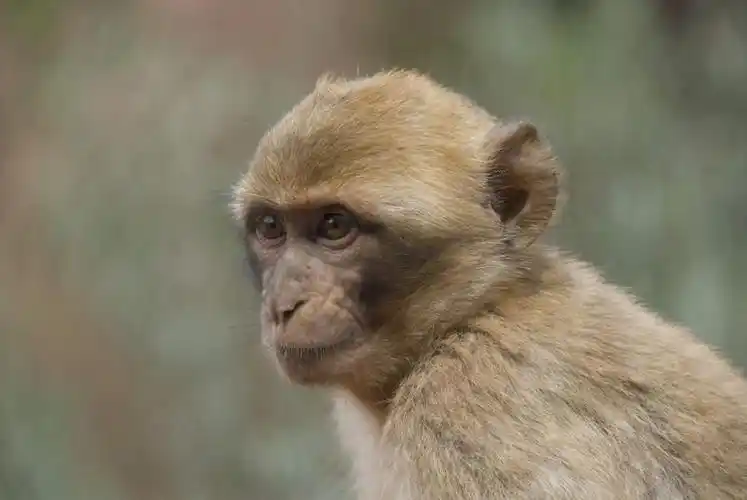 眼睛,耳朵,无人,横图,室外,特写,白天,正面,野生动物,猴子,非洲