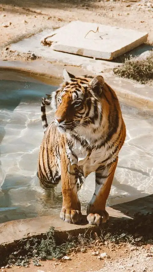 林中的老虎高质量森林之王单虎照