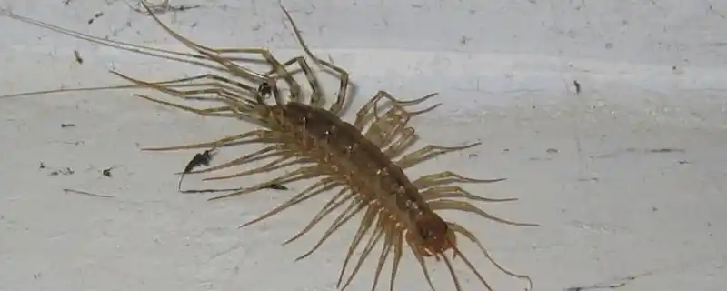 腿特别多的虫子叫啥