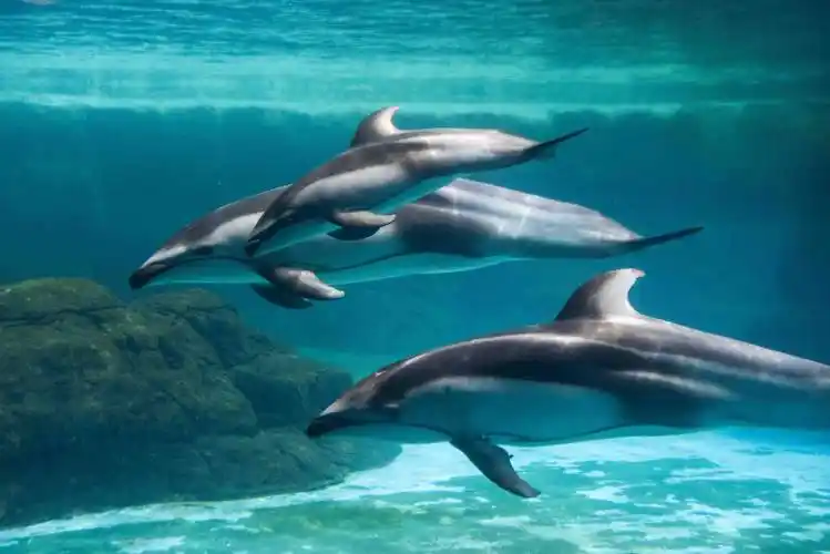 妙趣横生的科普之旅,珠海启动超级海豚节_繁育_宝宝_隆海洋