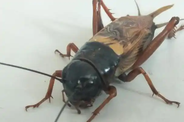 蛐蛐喜欢吃什么食物?人工饲养饲喂什么饲料?