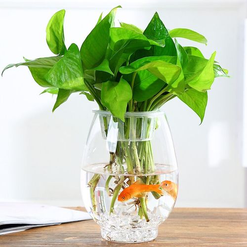 共337 件水养植物定植篮相关商品