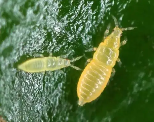 虫子越小越难防7月被蓟马为害的柑橘都花皮了收藏