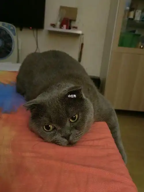 是折耳猫都这样睡的吗