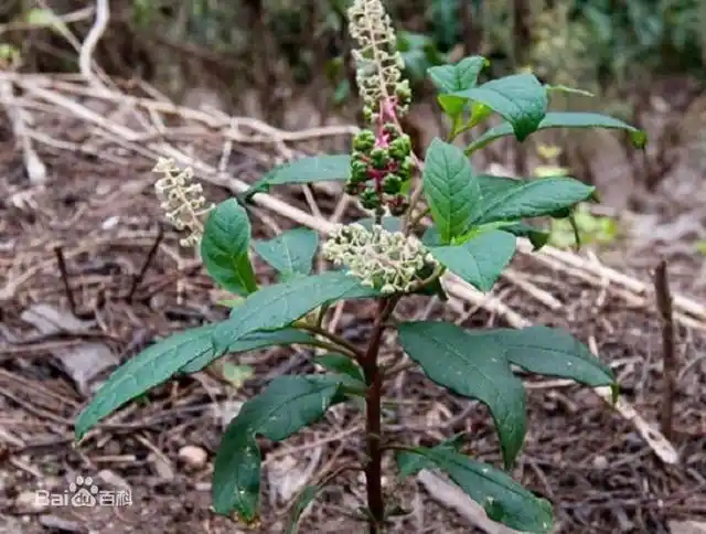 假人参为多年生草本,全株平滑无毛,茎叶柔软多汁,高可达60公分,基部多