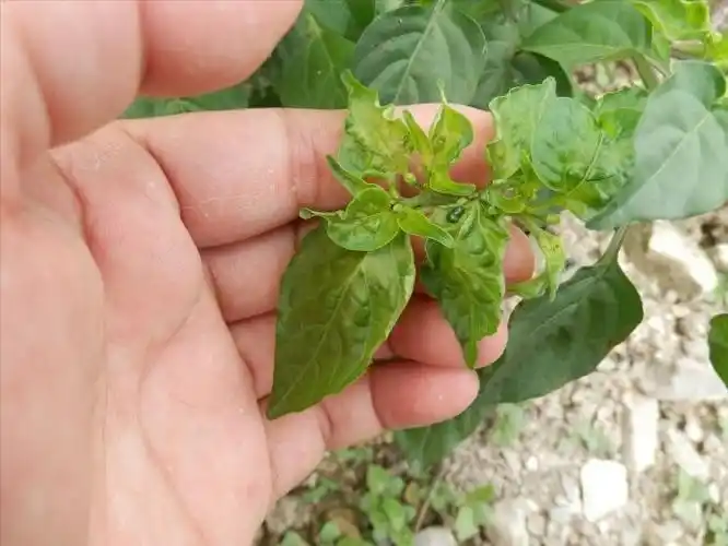 辣椒病毒病高清图----装备更新,图片首发