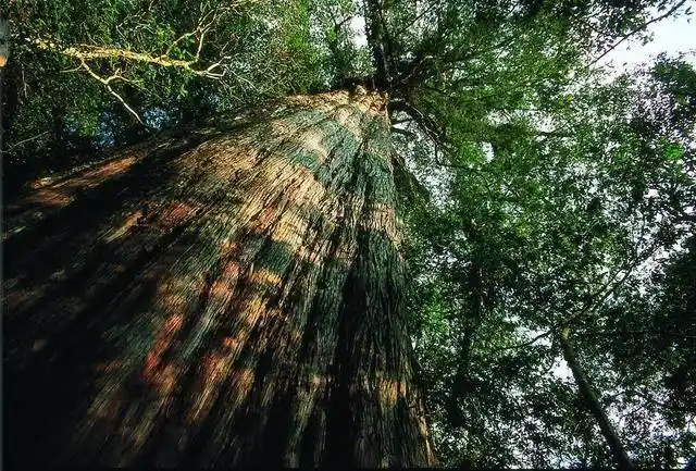 中国的10个参天古树,各个都有来头,你见过几种?