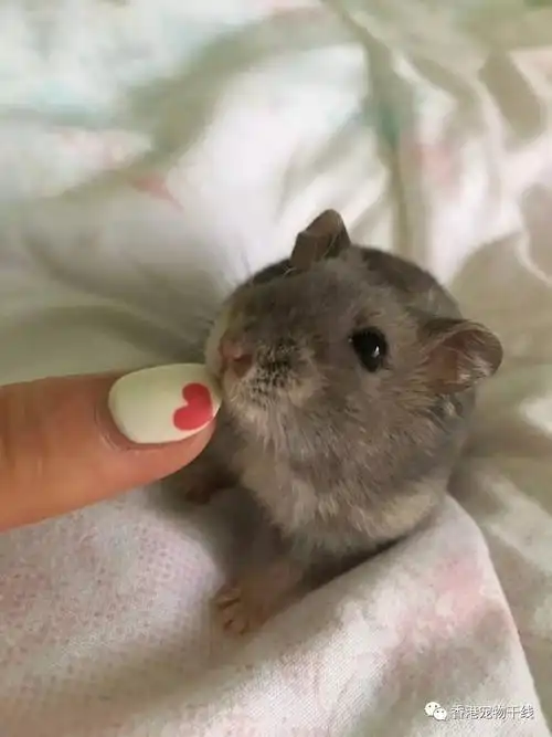 仓鼠:主人,你想看人家屁股就温柔一点!