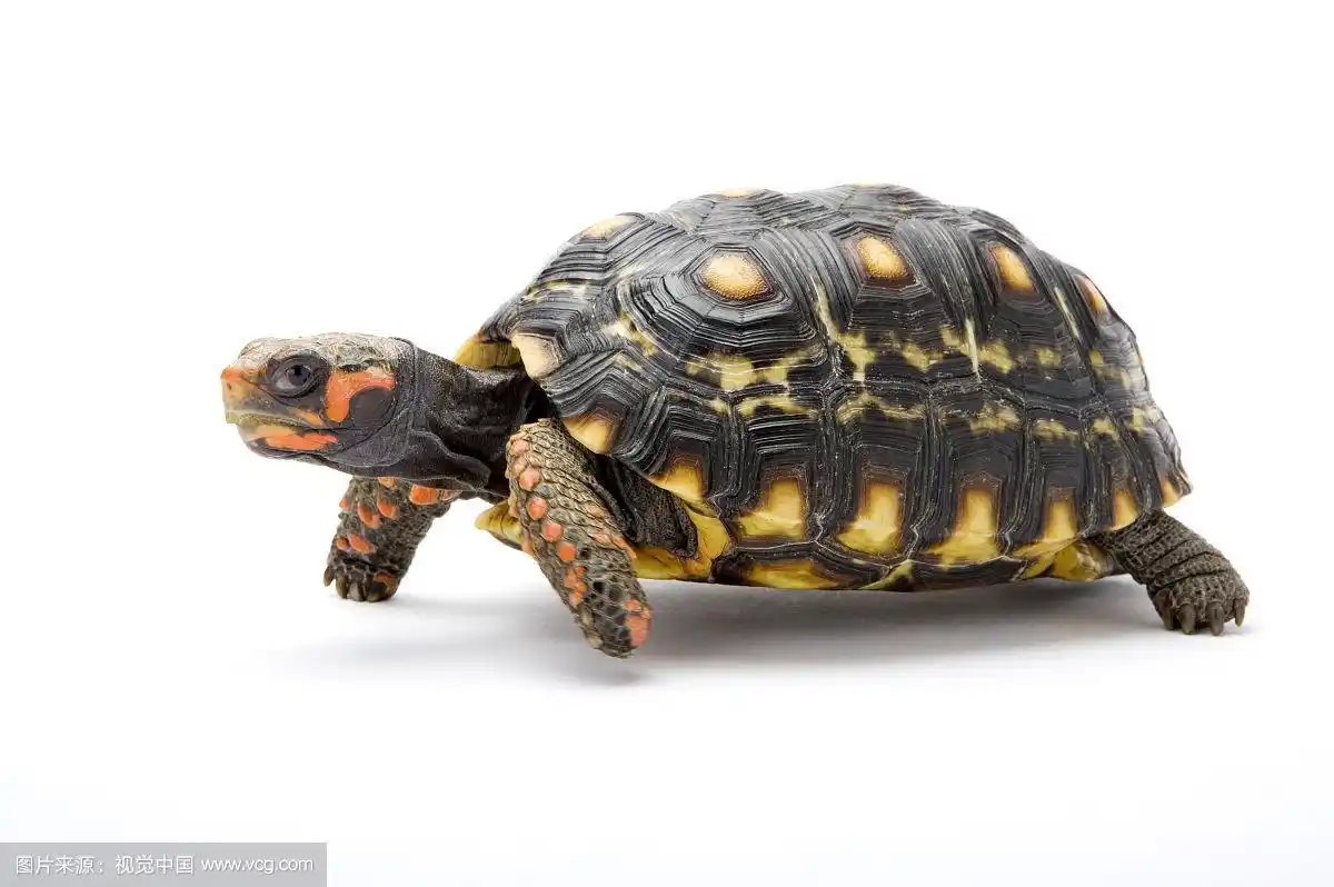 樱桃红腿陆龟,乌龟