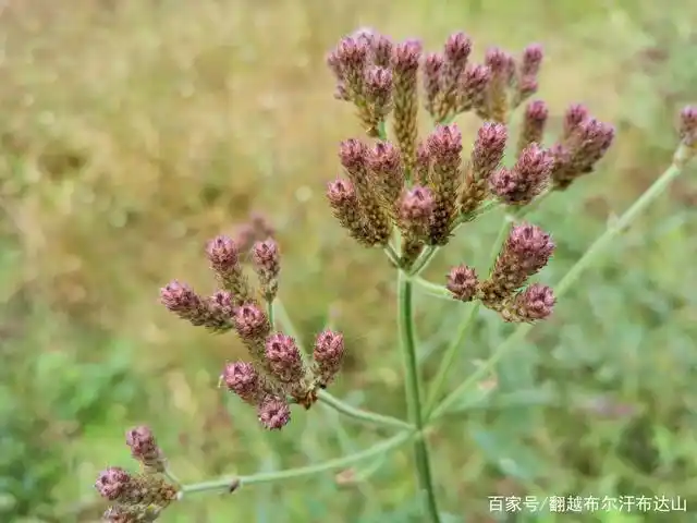 德阳市柳梢堰湿地公园,花草奇异,风格新颖,是休闲科普的好去处