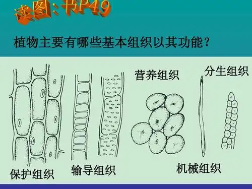 科学七年级上浙教版 2.3 生物体的结构层次(第2课时)课件_word文档在